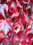 red leaves