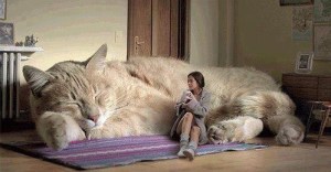 As a wise lady commented, this is proportionally about right on the relative importance of cats versus the rest of the household