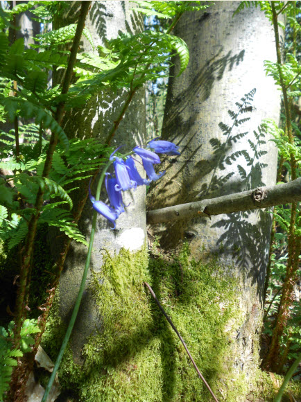 From a lovely bluebell walk on Sunday :o)