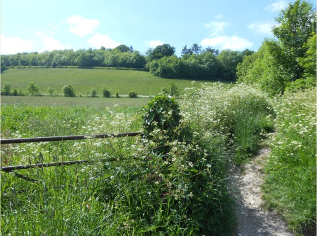 Unrelated, but a lovely Bumpkinsville field :o)