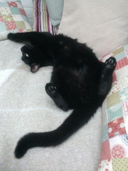 Fat fur or fatness?  Norman is really not bothered either way.