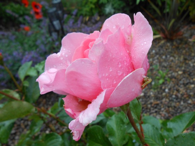 prettier than a picture of the evil remedy