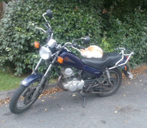 cool Bumpkinsville cat