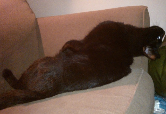 How Norman spent the rest of the evening.  Either it all got too much or I have a cat that wants to join the circus as a cat contortionist.