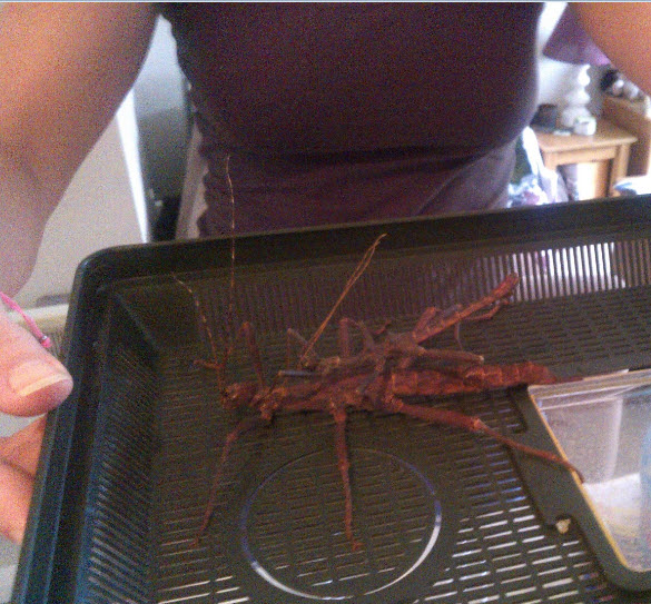 Two of the giant ones...