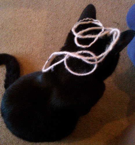 17th January 2014: Norman, confused about where the wool he was playing with has gone.