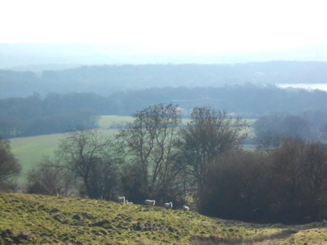 There didn't seem to be an appropriate picture, so here's some sheep in a field.