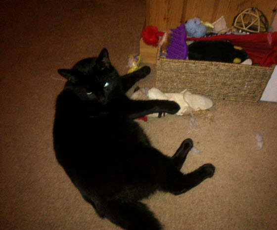 23rd January 2014: Norman, unpacking his toy box. Yes, he has a toy box and yes, he unpacks it...