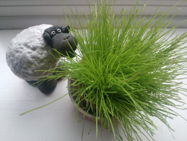 25th January 2014: A lovely friend bought Norman some cat grass seeds at Christmas. I dutifully grew them and...he wasn't at all interested. Sheep was though.