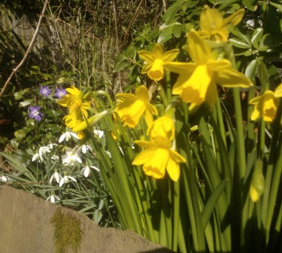 26th February 2014: Spring, springing in sunshine :o)