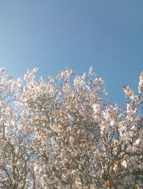 The blossom is out...