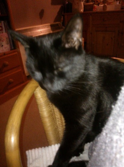 3rd March 2014:  Proof that a cat wants what you want.  Norman and I spent part of the day fighting over the same chair.  I lost and ended up kneeling on the floor at my laptop on the table until he decided he fancied a spot somewhere else.