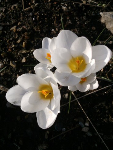 crocus