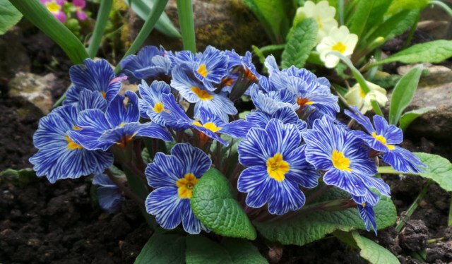 Just because it's pretty.  And calming!