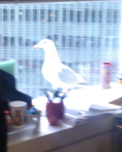 He wasn't this blurry (neither is the office) in real life