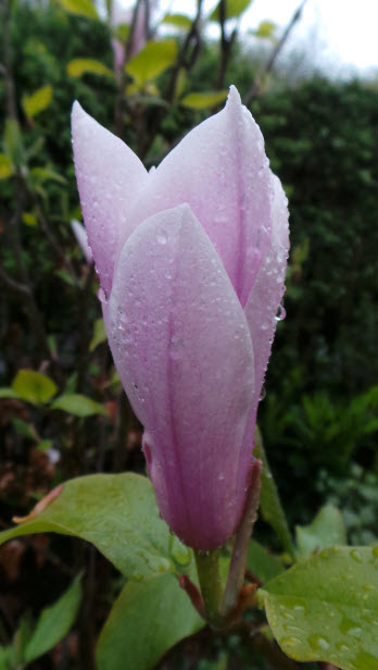 soggy magnolia