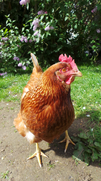 Sister 2's new chicken