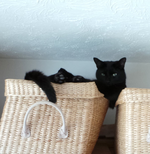 The obligatory Norman cat picture