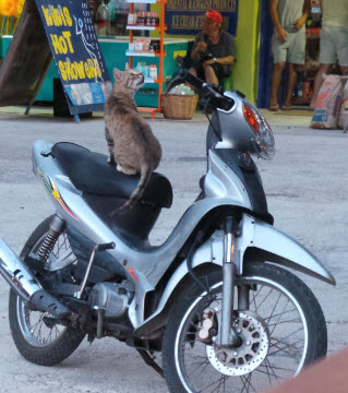 Moped riding cats are a normal sight over there ;)