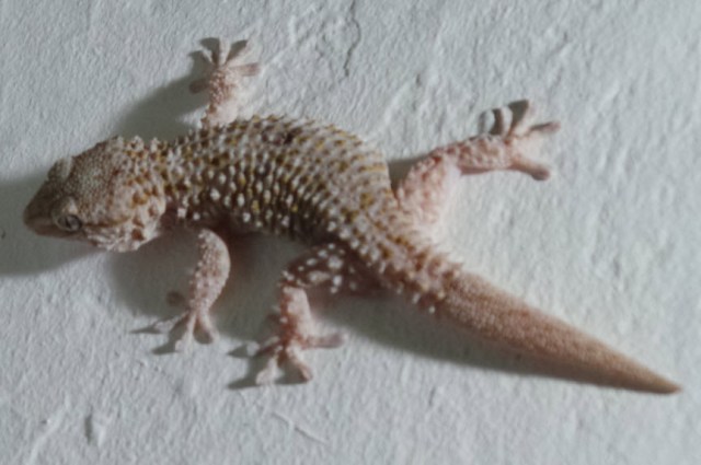 One of our geckos - he made noises like a small chicken