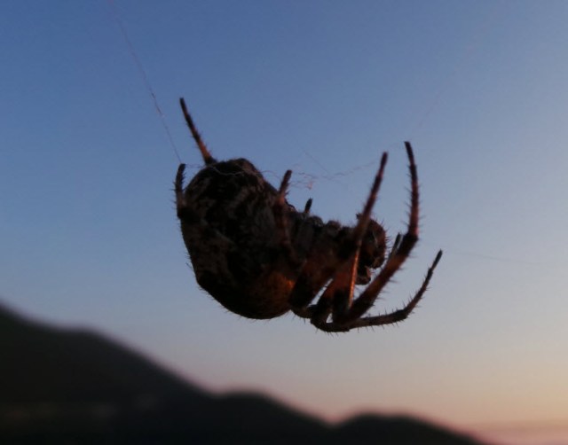 There were A LOT of  very big spiders over there (particularly problematic when you are climbing a mountain and have to remove around 50 webs across the path.  And big spiders spin big webs.)  This one was called Boris.