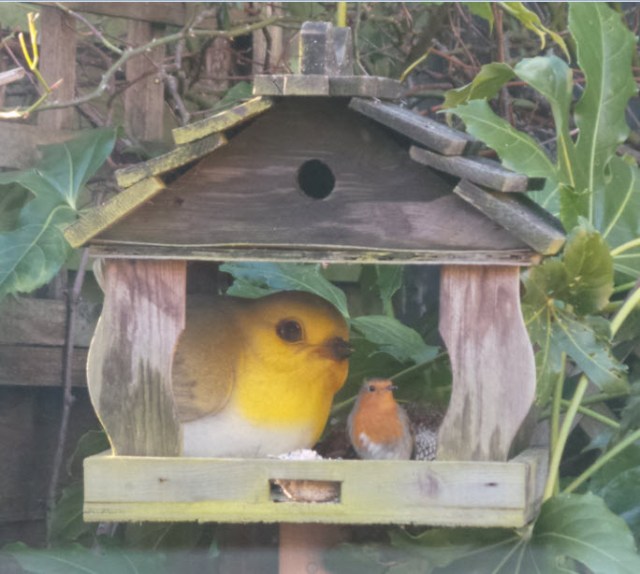 And finally, after 4 years of waiting, Big Robin has a friend :o)