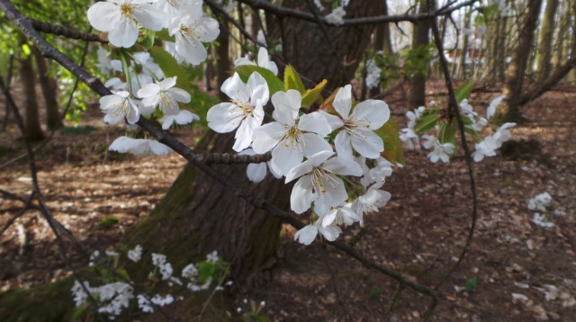 Totally unrelated, but much prettier than a tooth...