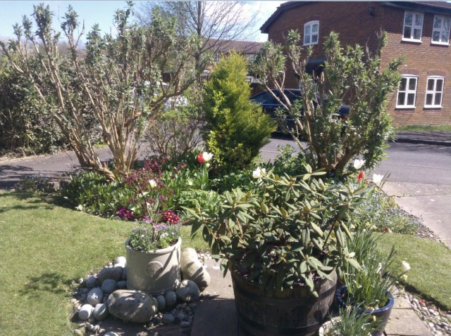 My teeny, tiny front garden