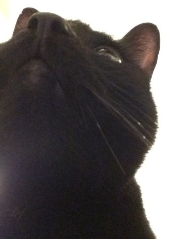 There's no appropriate picture, so here is a picture Norman took of himself.