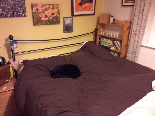 I think this is what my inner / outer voice looks like: A naughty Norman cat 