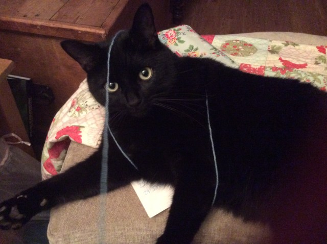 Norman in a wool muddle