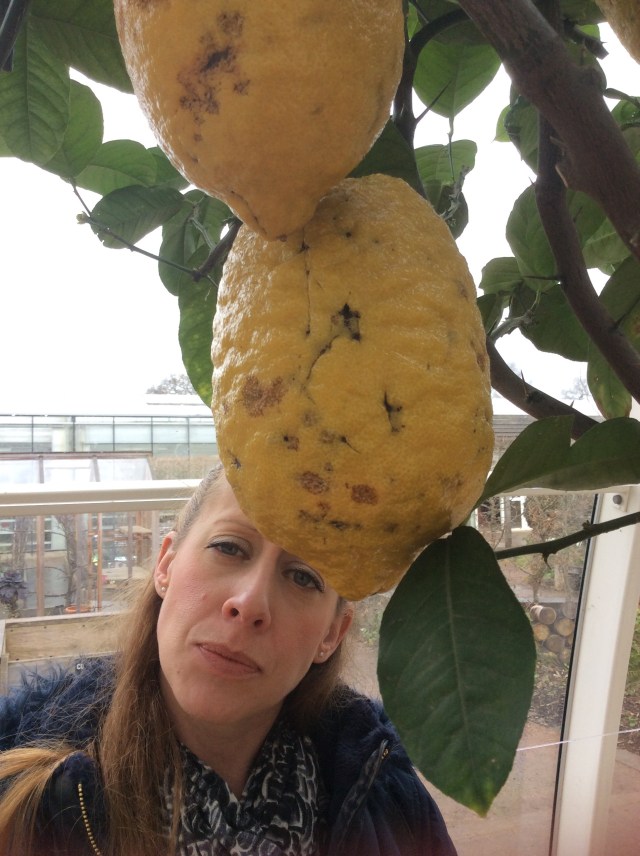 The world's biggest lemon?