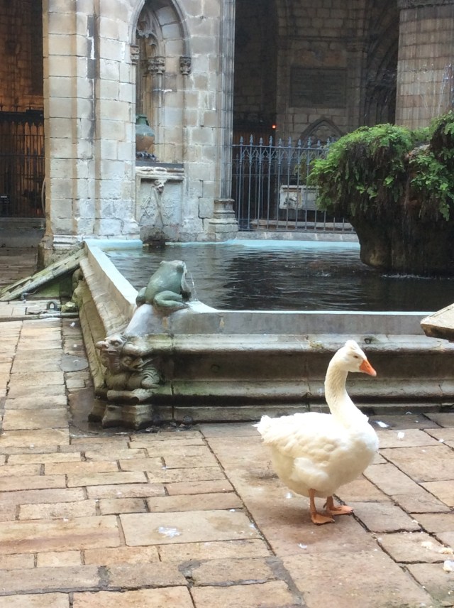 The coolest goose in Barcelona. And even cooler than his tufts hair feathers, he and his mates live in the middle of the cathedral!)
