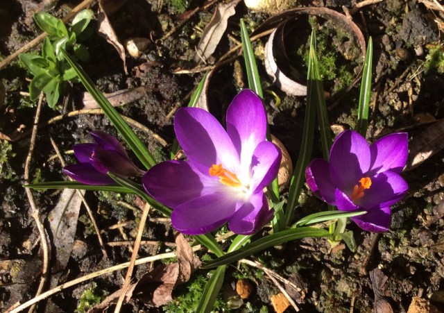 Sun AND spring flowers at last! Hooray :o)