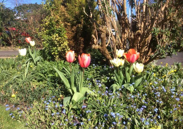 Happy front garden (because my lycra clad legs would only put you off your food)