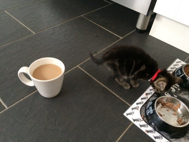 That is a normal size cup f tea and a teeny 8 week old fluff ball