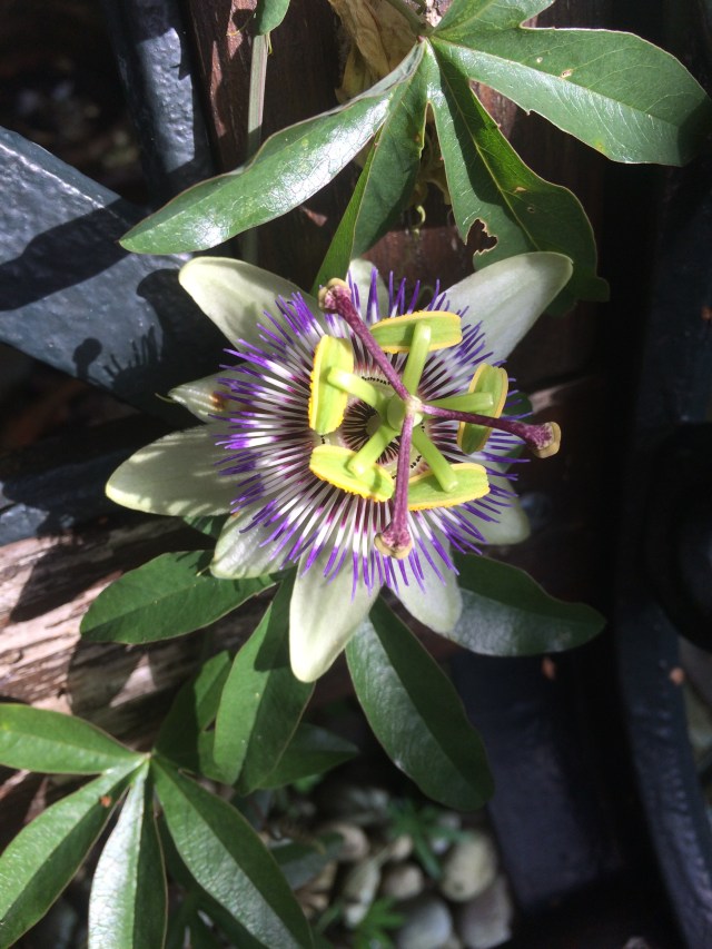 Happy passion flower in the garden today