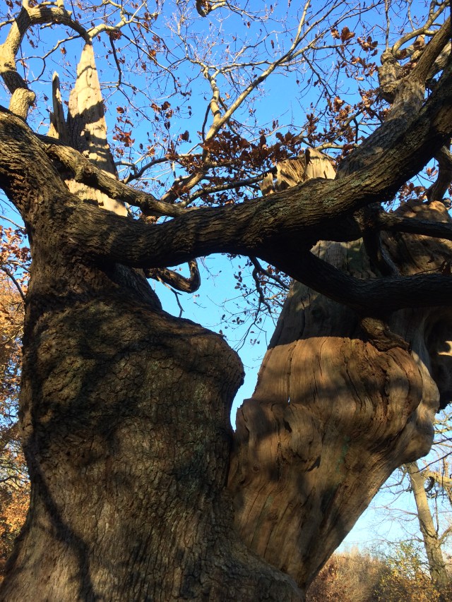 It doesn't show up, but this tree is split in the middle so we climbed inside....