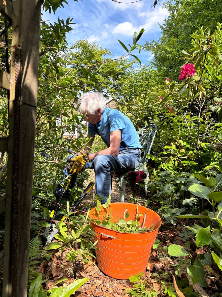 An elderly man in a blue shirt sits on a chair in a lush garden, using gardening tools while an orange bucket is placed nearby to collect cuttings.